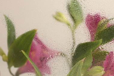 Smoke Soft focus green, Pembe yaprak ve çiçek buketi bardakta ıslak su damlalarıyla. Soyut doğal bulanık bej arkaplan.