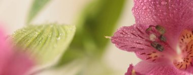 Seçici Yumuşak odak noktası bulanık pembe zambak çiçeği, su damlacıklı yeşil yaprak. Makro doğal yatay arkaplan dumanı.