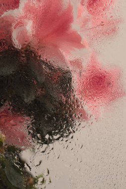 Smoke Soft Foct pembe Azalea çiçek buketi ile su damlaları. Soyut doğal bulanık bej arkaplan.