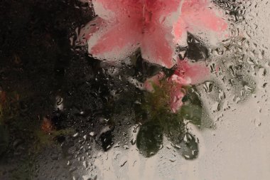 Smoke Soft Foct pembe Azalea çiçek buketi ile su damlaları. Soyut doğal bulanık arkaplan.