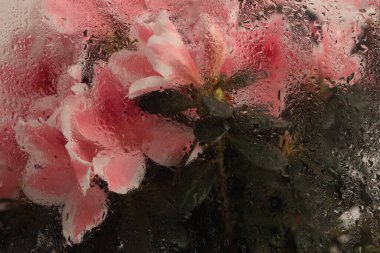 Smoke Soft Foct pembe Azalea çiçek buketi ile su damlaları. Soyut doğal bulanık arkaplan.