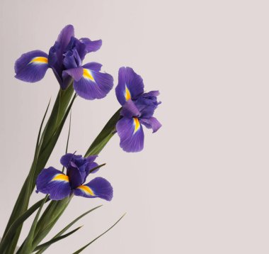 Mor, mavi, sarı, bej gri tarafsız Iris çiçeği. Minimalist natürmort. Doğal arkaplan.