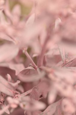 Seçici yumuşak odak yaprağı çiçek dalı tüttür. Doğa bulanık açık bej, pembe arkaplan.