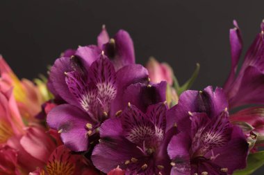 Yakın plan tüttür Seçici yumuşak odak pembe, mor Alstroemerieae zambak çiçeği, taç yaprağı, erkek organı; stamen. Makro bulanık doğal soyut arkaplan.