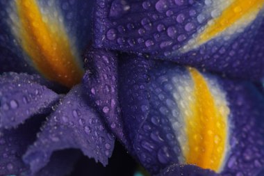 Yakın plan seçici yumuşak odak süsen çiçeği tomurcuğu ve su damlası. Doğal bulanık arkaplan. Mor, mavi, sarı renk.