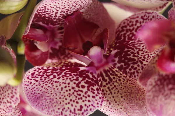 Yakın plan, seçici, yumuşak odaklı Pembe falaenopsis orkidesi. Makro bulanık doğal soyut arkaplan.