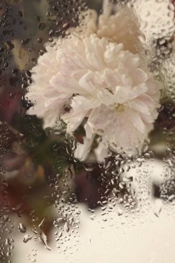 Smoke Soft focus papatya çayı, Paskalya çiçeği buketi ve ıslak su damlaları. Soyut doğal bulanık arkaplan.