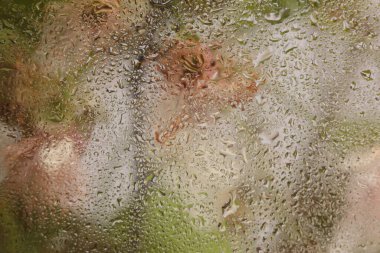 Yumuşak odaklı yeşil, bej rengi pembe yaprak ve ıslak su damlaları olan cam aracılığıyla çiçek buketi. Soyut doğal bulanık arkaplan.