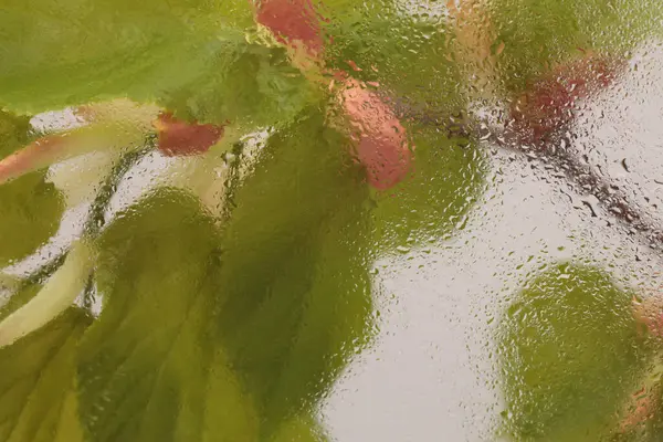 Yumuşak odaklı yeşil, bej rengi yaprak ve ıslak su damlaları olan cam içinden çiçek. Soyut doğal bulanık arkaplan.