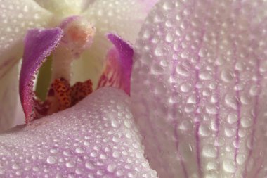 Su damlalı seçici yumuşak odaklı orkide çiçeği yaprağı tüttür. Doğal bulanık pembe bej rengi arkaplan.