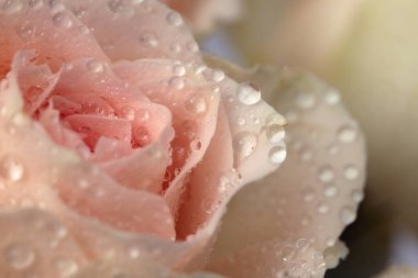 Yakın çekim, seçici yumuşak odak kremi pembe bej gül çiçeği ve su damlası tüttür. Doğal bulanık arkaplan.