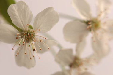Yakın plan, yumuşak odaklı krem beyaz, çiçek açan kiraz ağacı dalı tüttür. Doğal soyut bulanık bej nötr arkaplan.