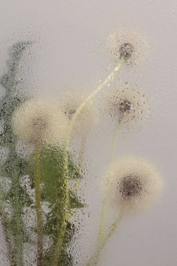 Smoke Soft focus karahindiba çiçeği buketi ve ıslak su damlaları. Soyut doğal bulanık beyaz, yeşil, bej arkaplan.