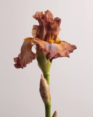 Bej rengi krema, kahverengi İris Çiçeği tomurcuğu bej gri nötr. Minimalist natürmort. Doğal sanat geçmişi.