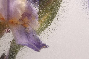 Smoke Soft focus leylak, bej renkli Iris çiçek buketi ve su damlaları. Soyut doğal bulanık arkaplan.