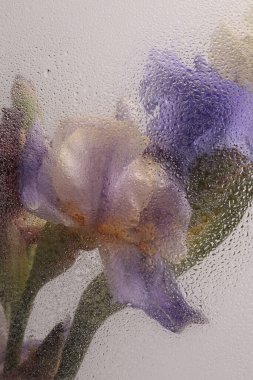 Smoke Soft focus leylak, bej renkli Iris çiçek buketi ve su damlaları. Soyut doğal bulanık arkaplan.