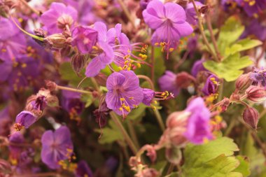 Yakın plan sigara, seçici yumuşak odak pembe, menekşe çiçeği, taç yaprağı, erkek organı; stamen. Makro bulanık doğal soyut arkaplan.