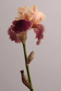 Bej, leylak, menekşe, kahverengi Iris Çiçeği tomurcuğu, gri tarafsız. Minimalist natürmort. Doğal sanat geçmişi.