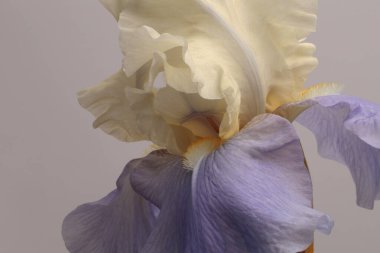 Makro bej, leylak, menekşe, gri renkli çiçek tomurcuğu yaprağı. Doğal sanat geçmişi.