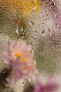 Duman seçildi, nemli su damlalarıyla dolu cam içinden yumuşak odaklı paskalya çiçeği buketi. Soyut doğal bulanık arkaplan.