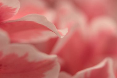 Yakın çekim, seçici yumuşak odaklı pembe Azalea çiçeği yaprağı. Makro bulanık doğal soyut nötr arkaplan.