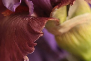 Yakın plan, seçici, yumuşak odak kremi menekşe, pembe, kahverengi Iris çiçek yaprağı. Makro bulanık doğal soyut arkaplan.