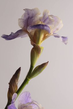 Gri nötr üzerine bej, leylak, menekşe çiçeği çiçeği tomurcuğu. Sanat minimalisti hala hayatta. Doğal sanat geçmişi.