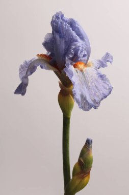 Gri nötr üzerine bej, leylak, menekşe çiçeği çiçeği tomurcuğu. Sanat minimalisti hala hayatta. Doğal sanat geçmişi.