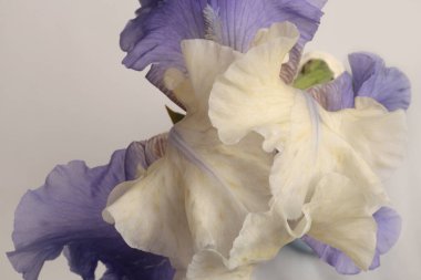 Makro bej, leylak, menekşe, Iris çiçeği tomurcuk yaprağı, erkeklik organı, gri nötr. Doğal sanat geçmişi.