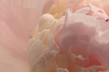 Yakın plan seçici yumuşak odak kremi, bej, pembe Peony Çiçeği yaprağı. Makro bulanık doğal soyut arkaplan.