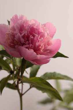 Gri nötr üzerinde bej pembe krem Peony Flower otu. Minimalist natürmort. Doğal sanat geçmişi.