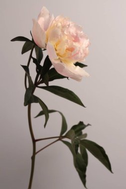 Gri nötr üzerinde bej pembe krem Peony Flower otu. Minimalist natürmort. Doğal sanat geçmişi.