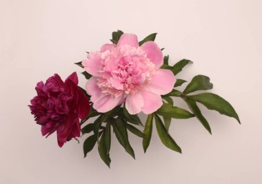 Kırmızı, pembe kremalı Peony Flower çiçeği buketi, bej grisi yapraklı. Minimalist natürmort. Doğal sanat geçmişi. Üst görünüm