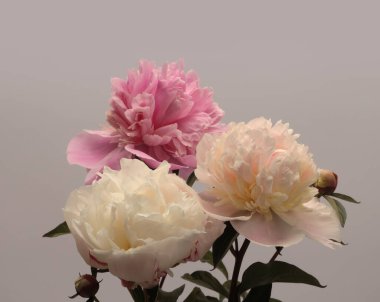 Gri nötr üzerine bej pembe krem Peony Flower otu buketi. Minimalist natürmort. Doğal sanat geçmişi.