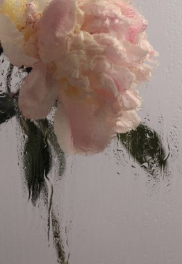 Duman seçilmiş, ıslak su damlaları olan pembe Peony Çiçeği. Soyut doğal bulanık arkaplan.