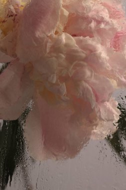 Duman seçilmiş, ıslak su damlaları olan pembe Peony Çiçeği. Soyut doğal bulanık arkaplan.