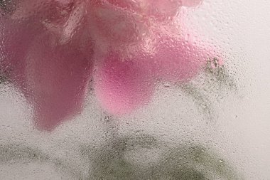 Duman seçilmiş, ıslak su damlaları olan pembe Peony Çiçeği. Soyut doğal bulanık arkaplan.