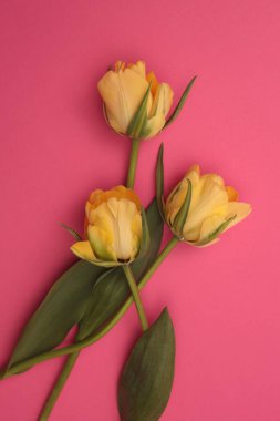 Sarı Lale Çiçeği buketi pembeye. Işık ve gölgeler minimalizm tarzı arka plan. Düz yatış, üst görünüm. 