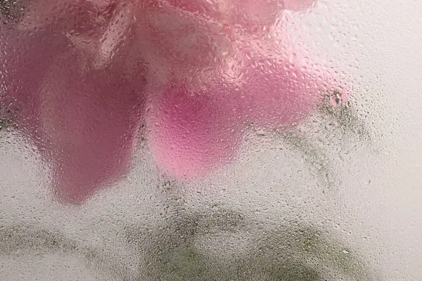 Duman seçilmiş, ıslak su damlaları olan pembe Peony Çiçeği. Soyut doğal bulanık arkaplan.