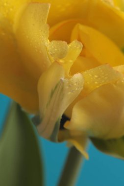 Yakın plan seçici yumuşak odak sarı lale çiçeği yaprağı ve su damlaları. Makro doğal soyut arkaplan.