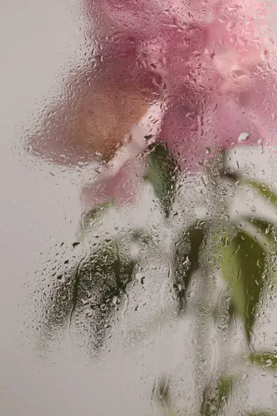 Duman seçilmiş, ıslak su damlaları olan pembe Peony Çiçeği. Soyut doğal bulanık arkaplan.