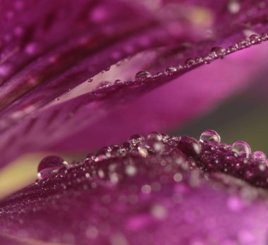 Yakın plan seçici yumuşak odak çiçeği tomurcuk yaprağı ve su damlası tüttür. Doğal bulanık leylak, mor arkaplan.