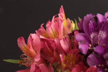 Yakın plan seçici yumuşak odak pembe, mor Alstroemerieae zambak çiçeği, taç yaprağı, erkek organı; siyah üzerine erkek organı. Makro bulanık doğal soyut arkaplan.