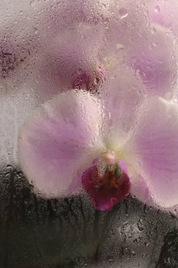 Duman seçilmiş yumuşak odak bej pembe falaenopsis Orkide Çiçeği ve ıslak su damlaları. Soyut doğal bulanık arkaplan.