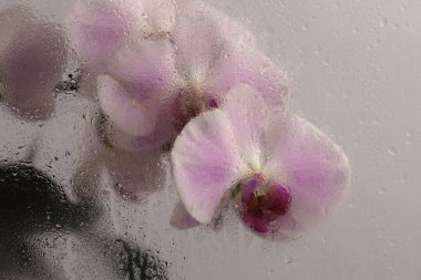 Duman seçilmiş yumuşak odak bej pembe falaenopsis Orkide Çiçeği ve ıslak su damlaları. Soyut doğal bulanık arkaplan.