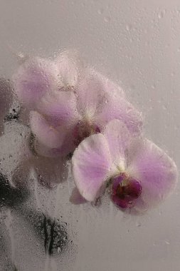 Duman seçilmiş yumuşak odak bej pembe falaenopsis Orkide Çiçeği ve ıslak su damlaları. Soyut doğal bulanık arkaplan.