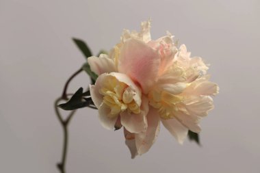 Gri nötr üzerinde bej pembe krem Peony Flower otu. Minimalist natürmort. Doğal sanat geçmişi.