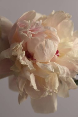 Gri nötr üzerinde bej pembe krem Peony çiçek tomurcuğu yaprağı. Minimalist natürmort. Doğal sanat geçmişi.
