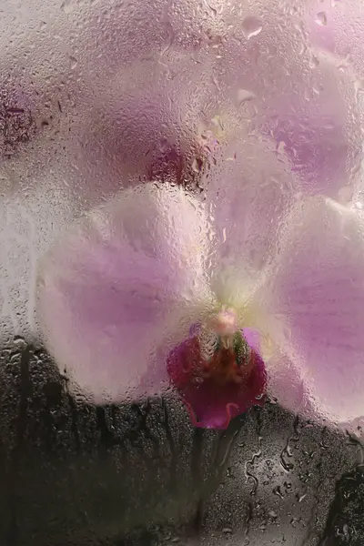 Duman seçilmiş yumuşak odak bej pembe falaenopsis Orkide Çiçeği ve ıslak su damlaları. Soyut doğal bulanık arkaplan.