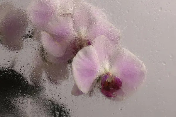 Duman seçilmiş yumuşak odak bej pembe falaenopsis Orkide Çiçeği ve ıslak su damlaları. Soyut doğal bulanık arkaplan.